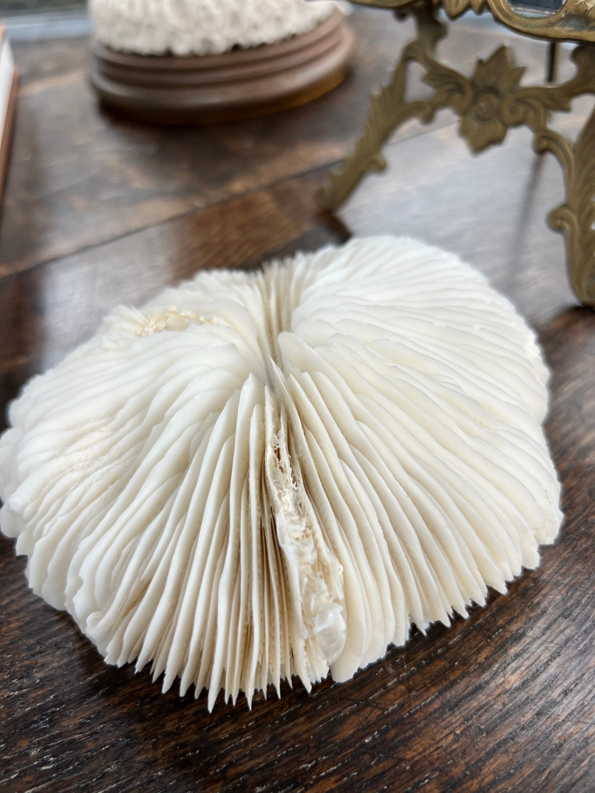 Antique Meduim Mushroom Coral