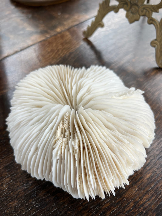 Antique Meduim Mushroom Coral