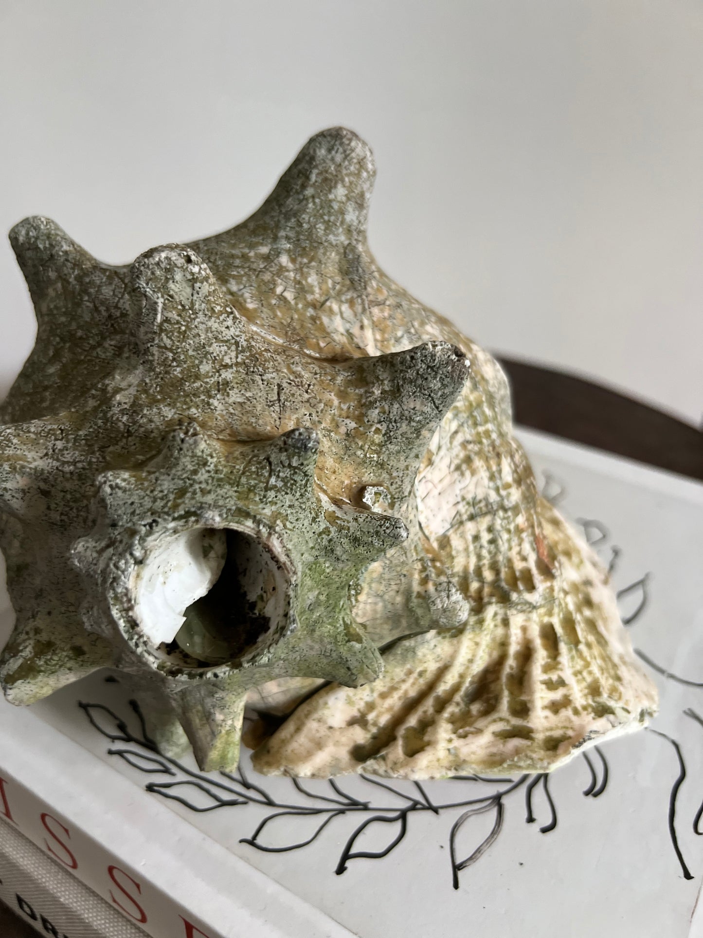 Large Antique Conch Shell