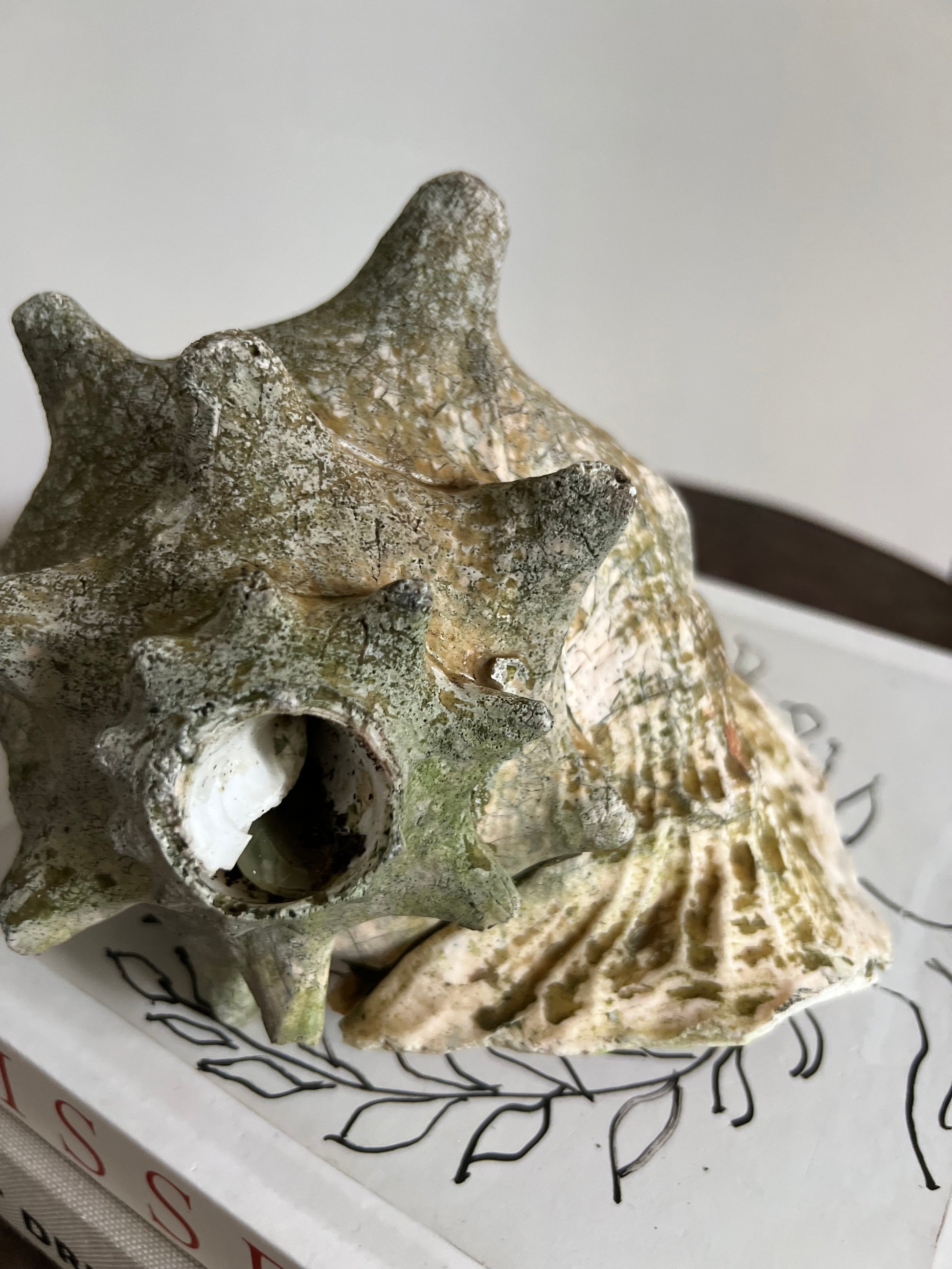 Large Antique Conch Shell