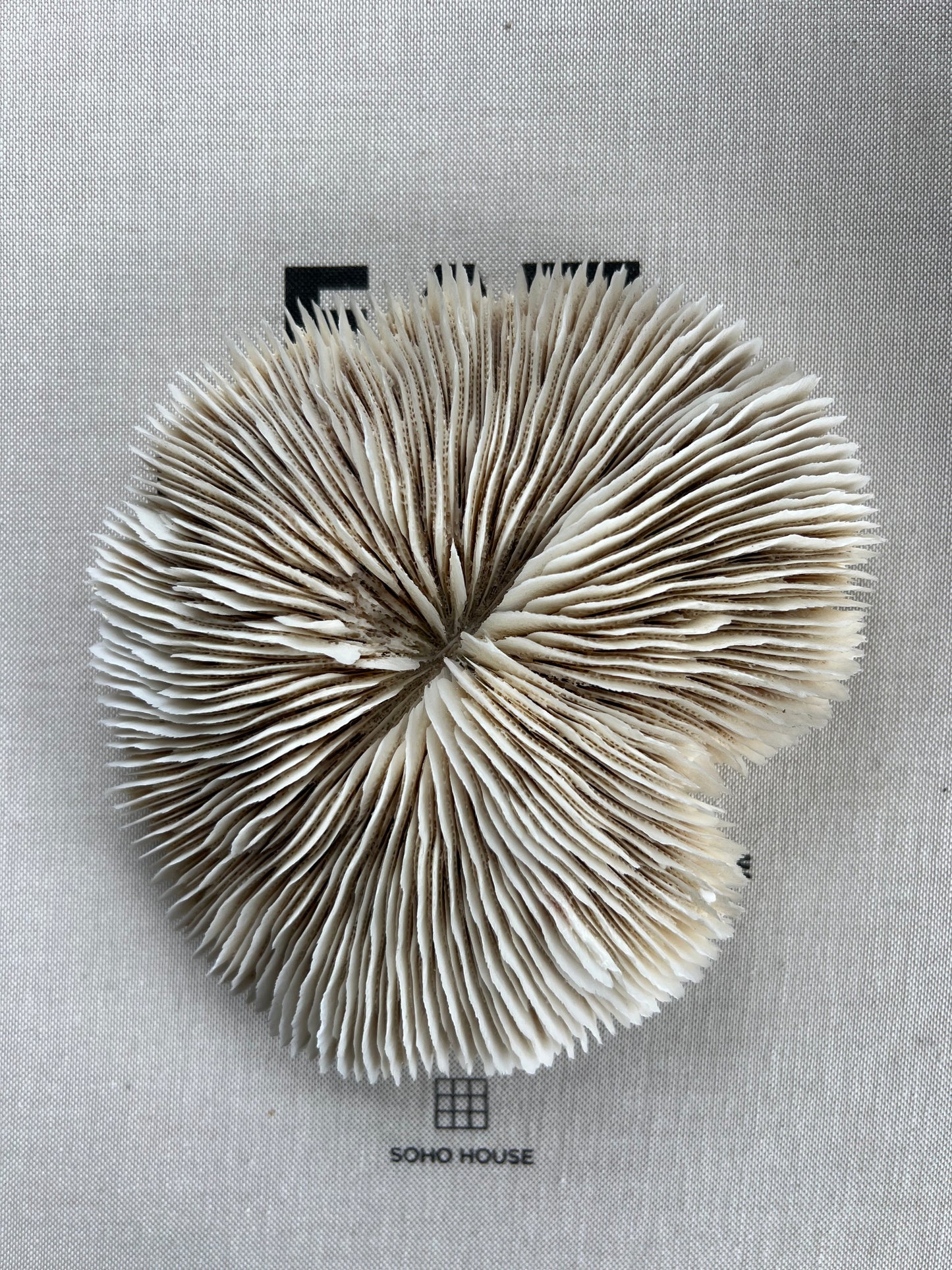 Antique Large Mushroom Coral