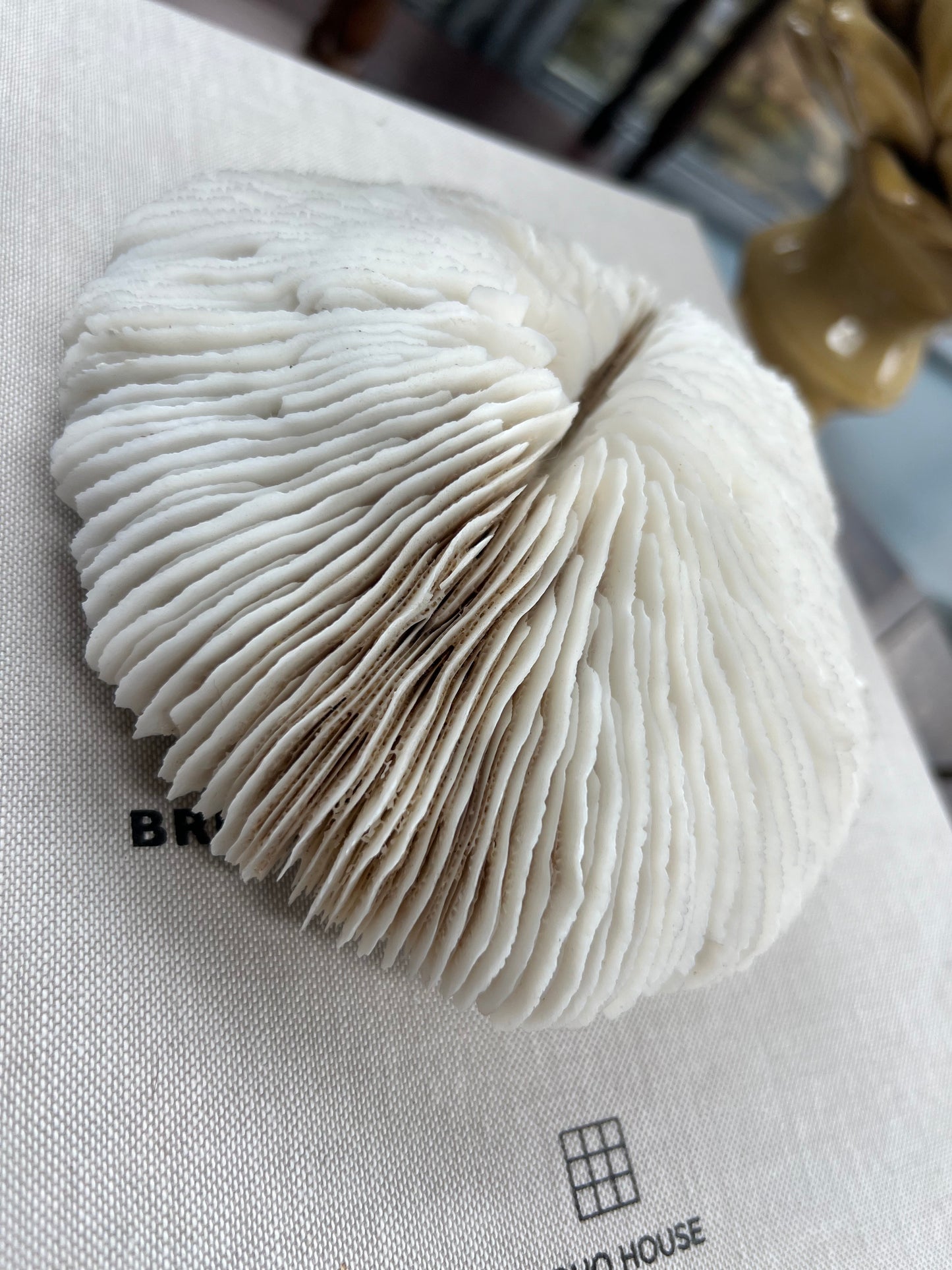 Antique Large Mushroom Coral