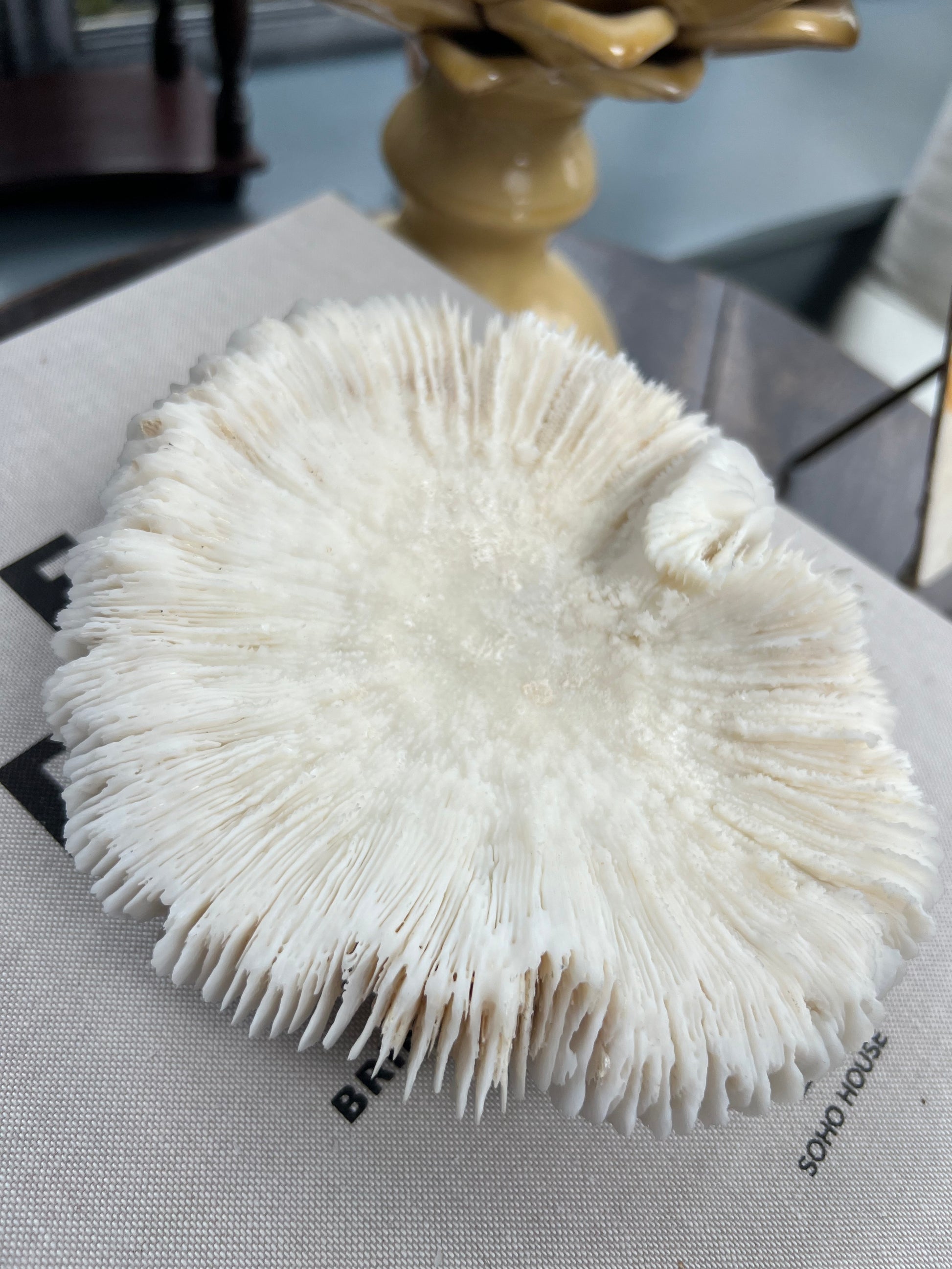 Antique Large Mushroom Coral