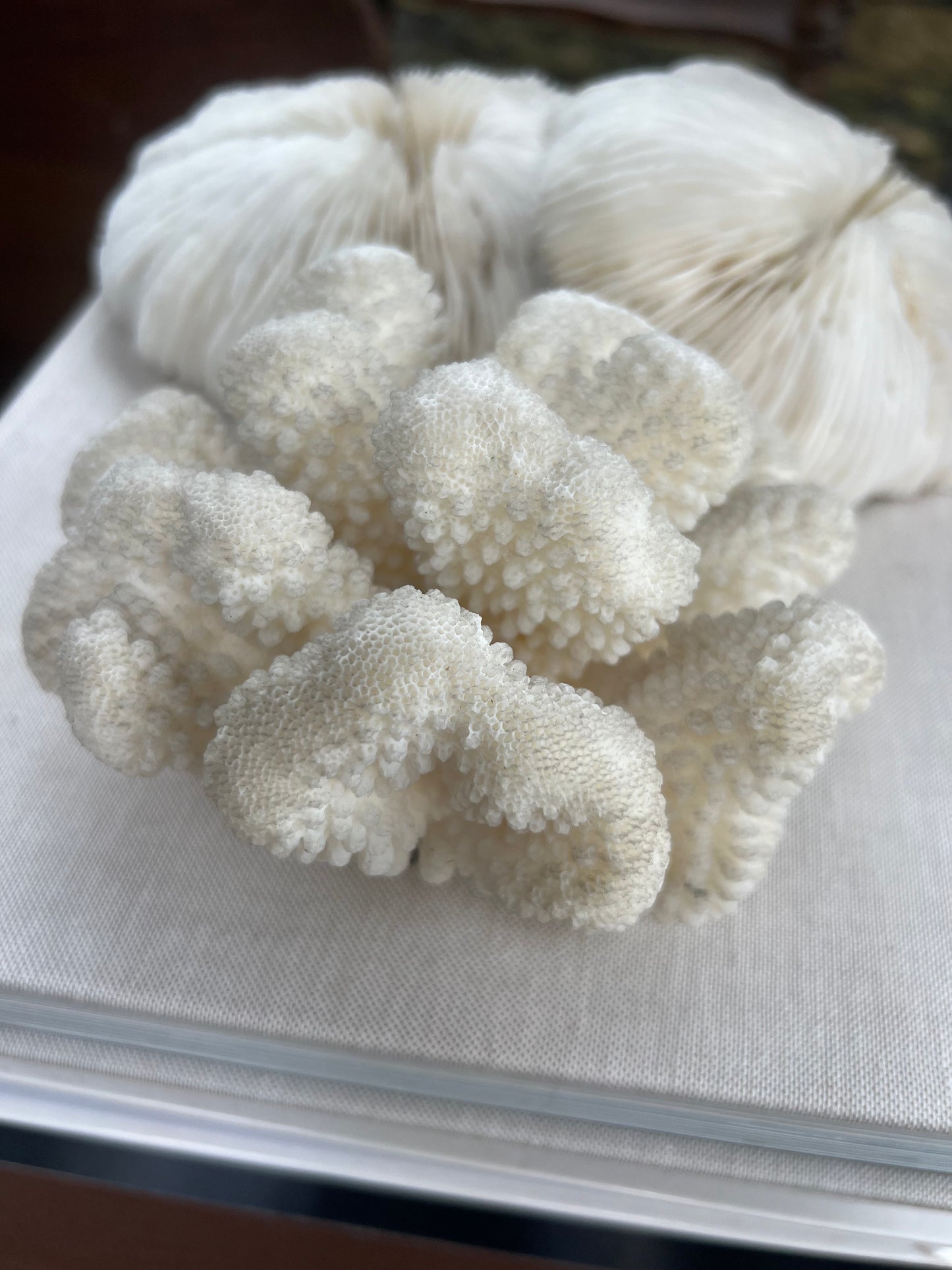 Antique Cloud Coral Specimen