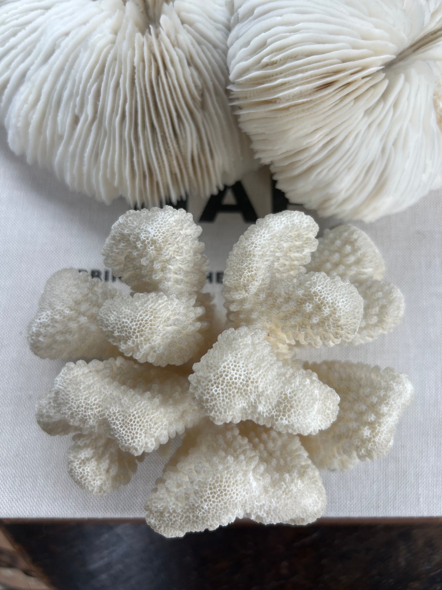 Antique Cloud Coral Specimen