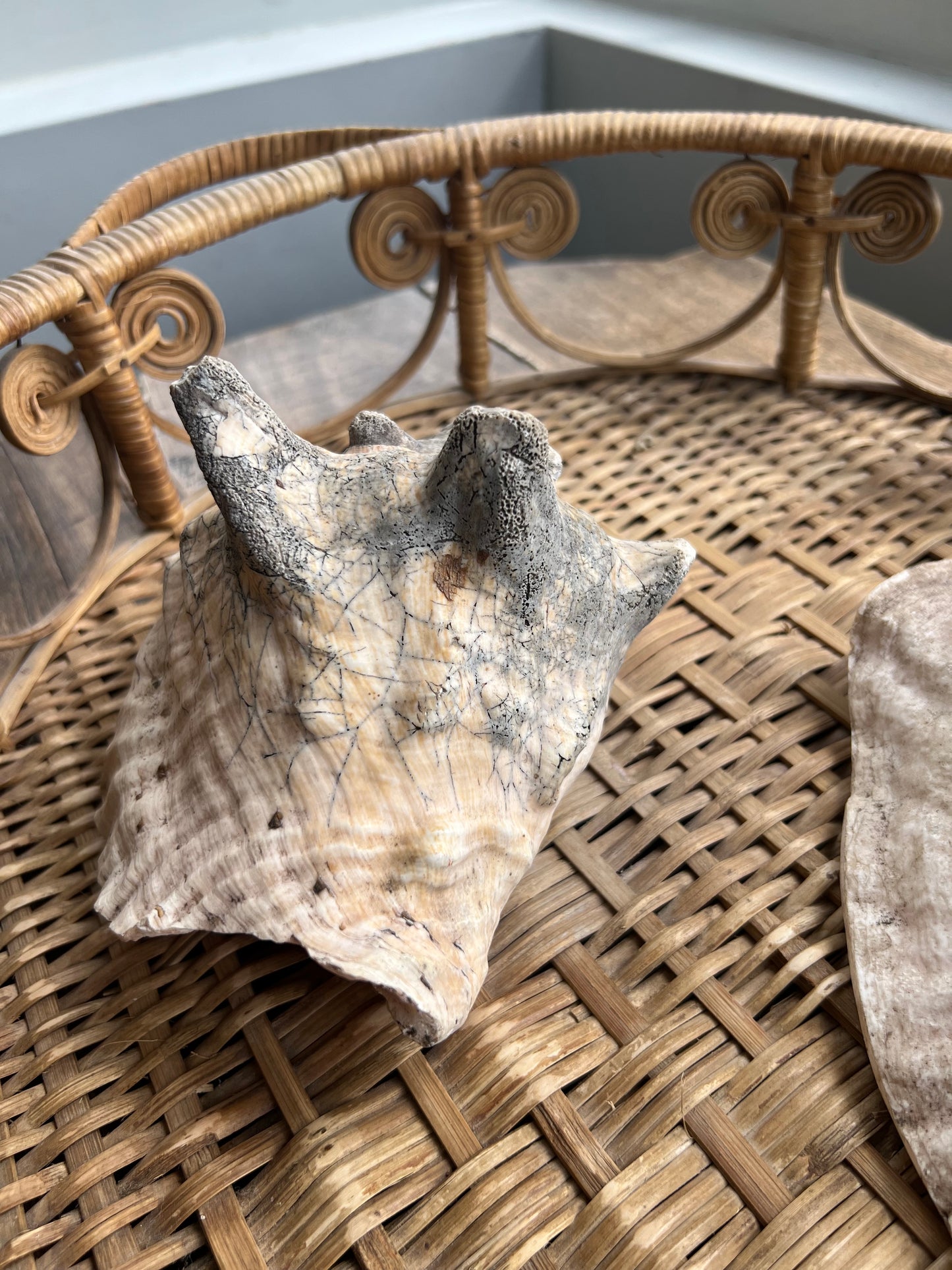 Antique Conch Shell