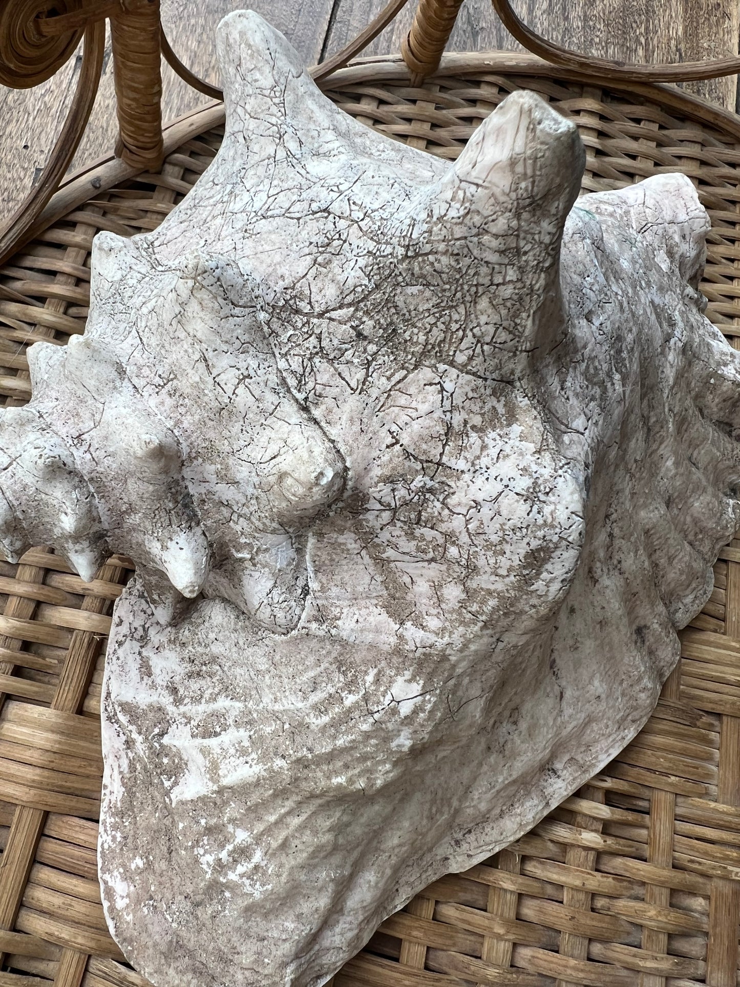 Large Antique Conch Shell