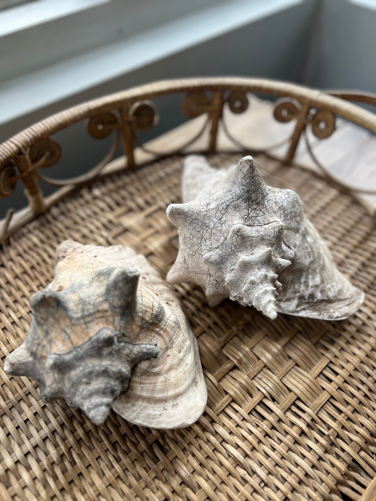 Antique Conch Shell