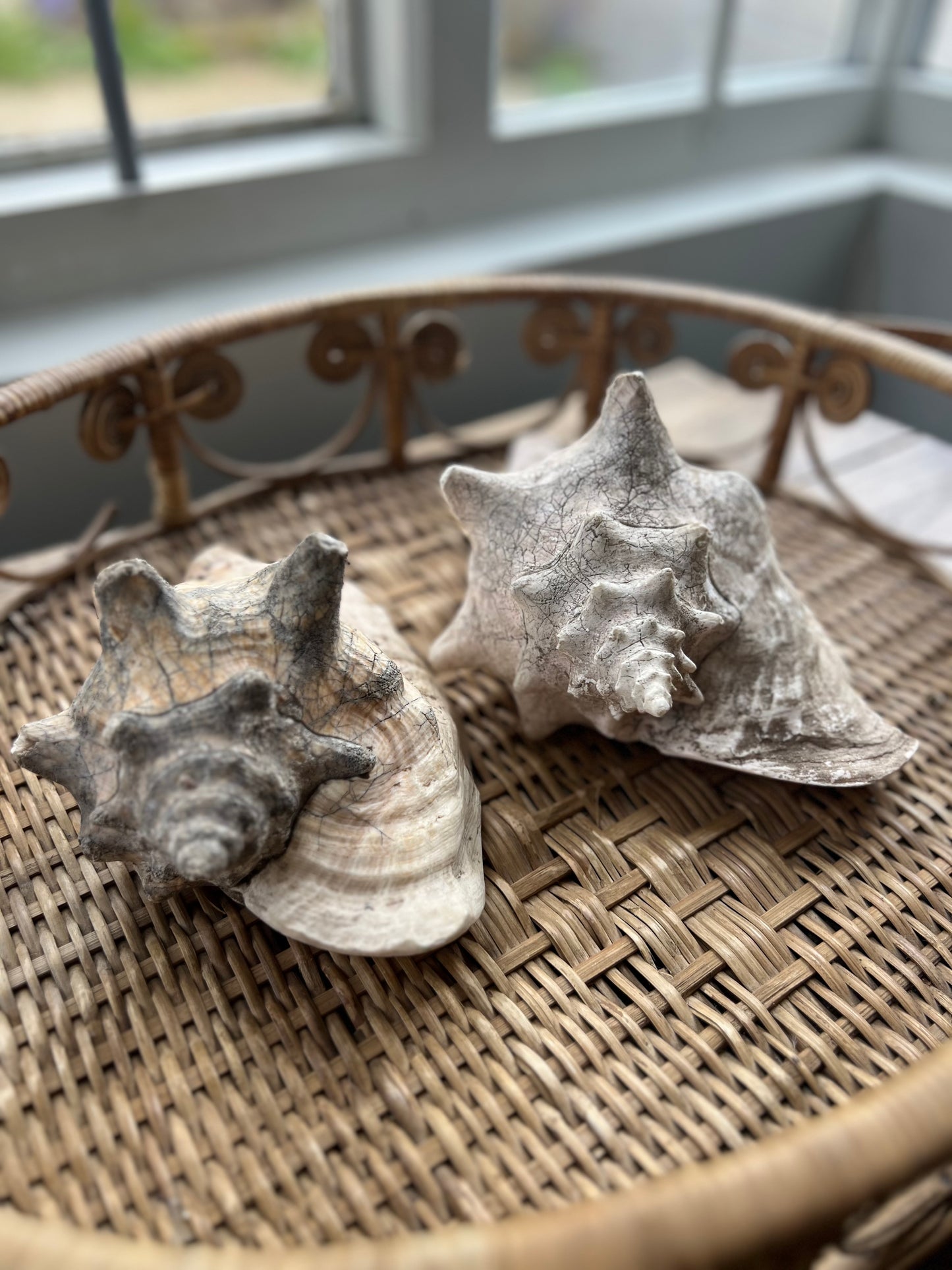 Antique Conch Shell