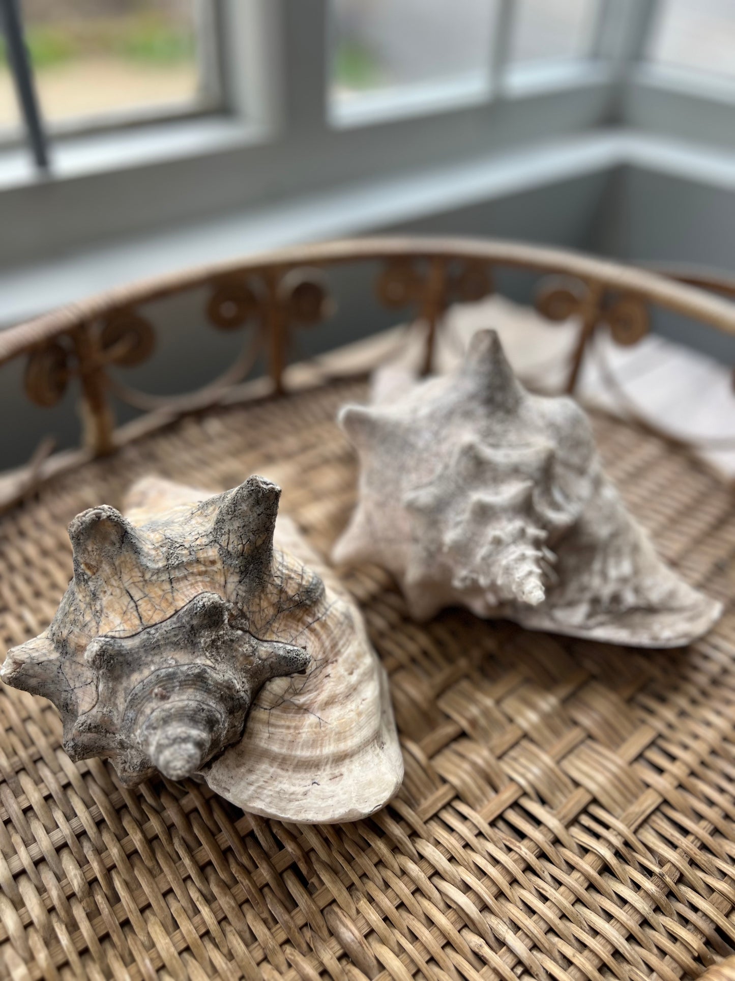 Antique Conch Shell