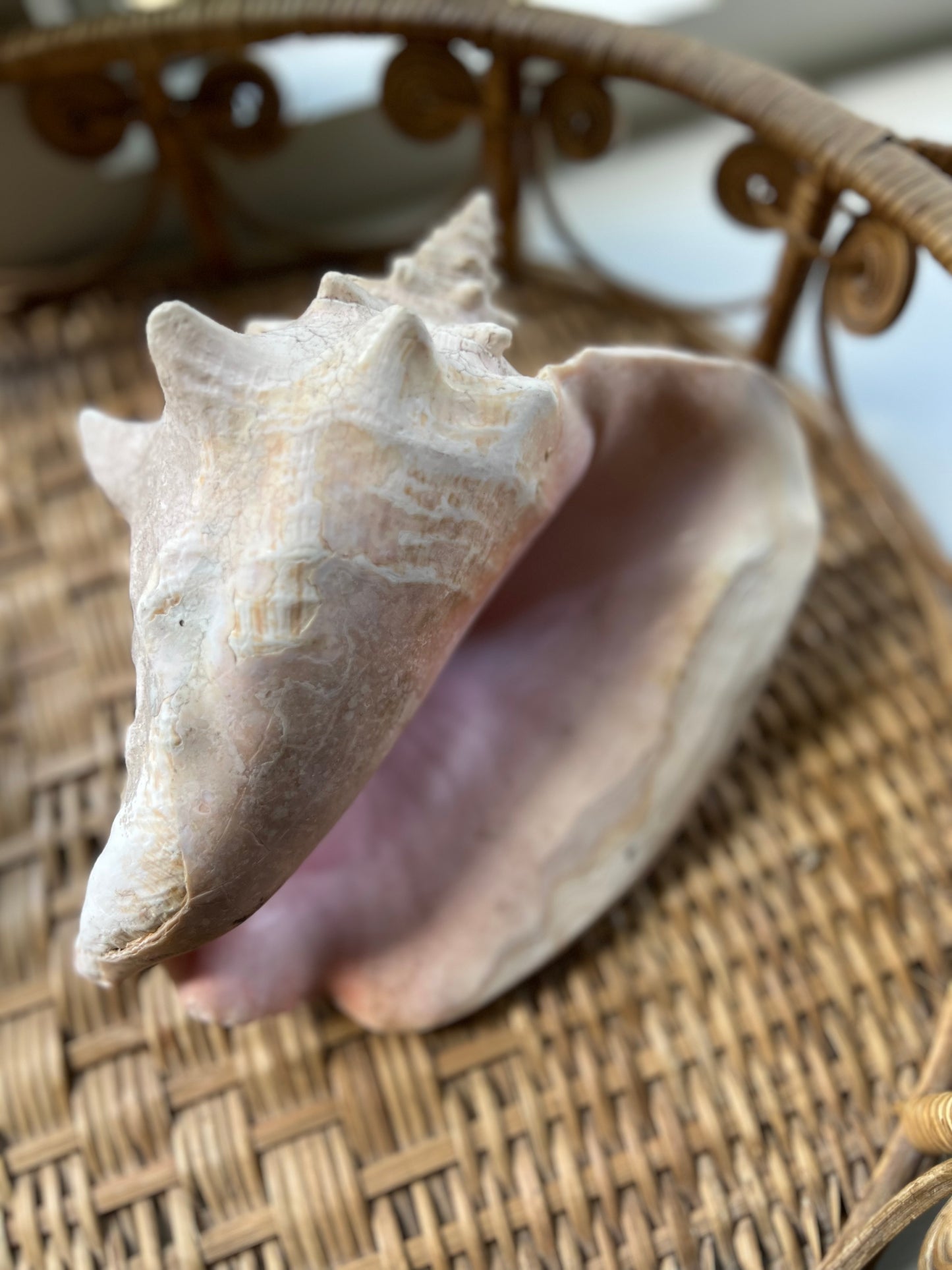 Large Antique Conch Shell