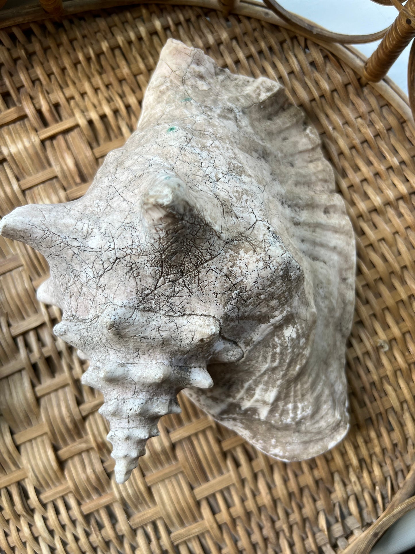 Large Antique Conch Shell