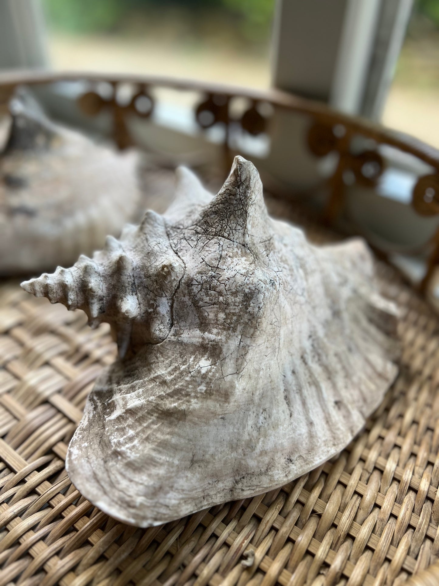 Large Antique Conch Shell