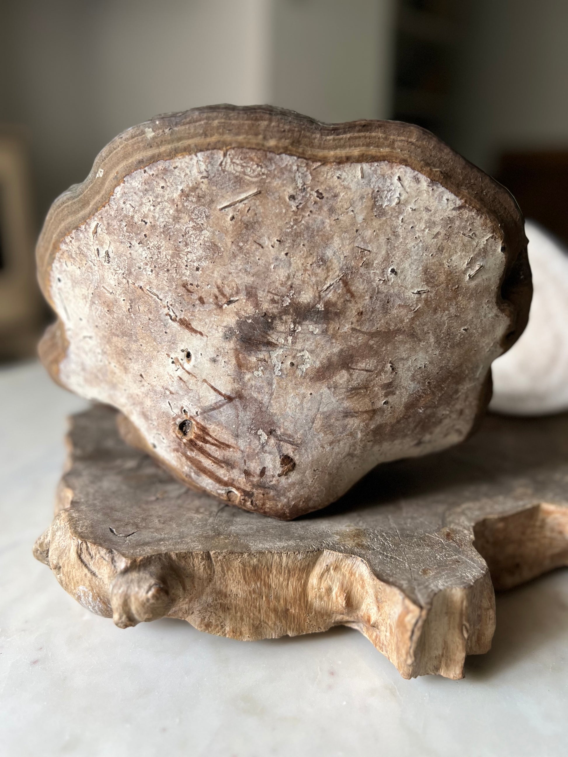 Large Vintage Tinder Fungi Specimen