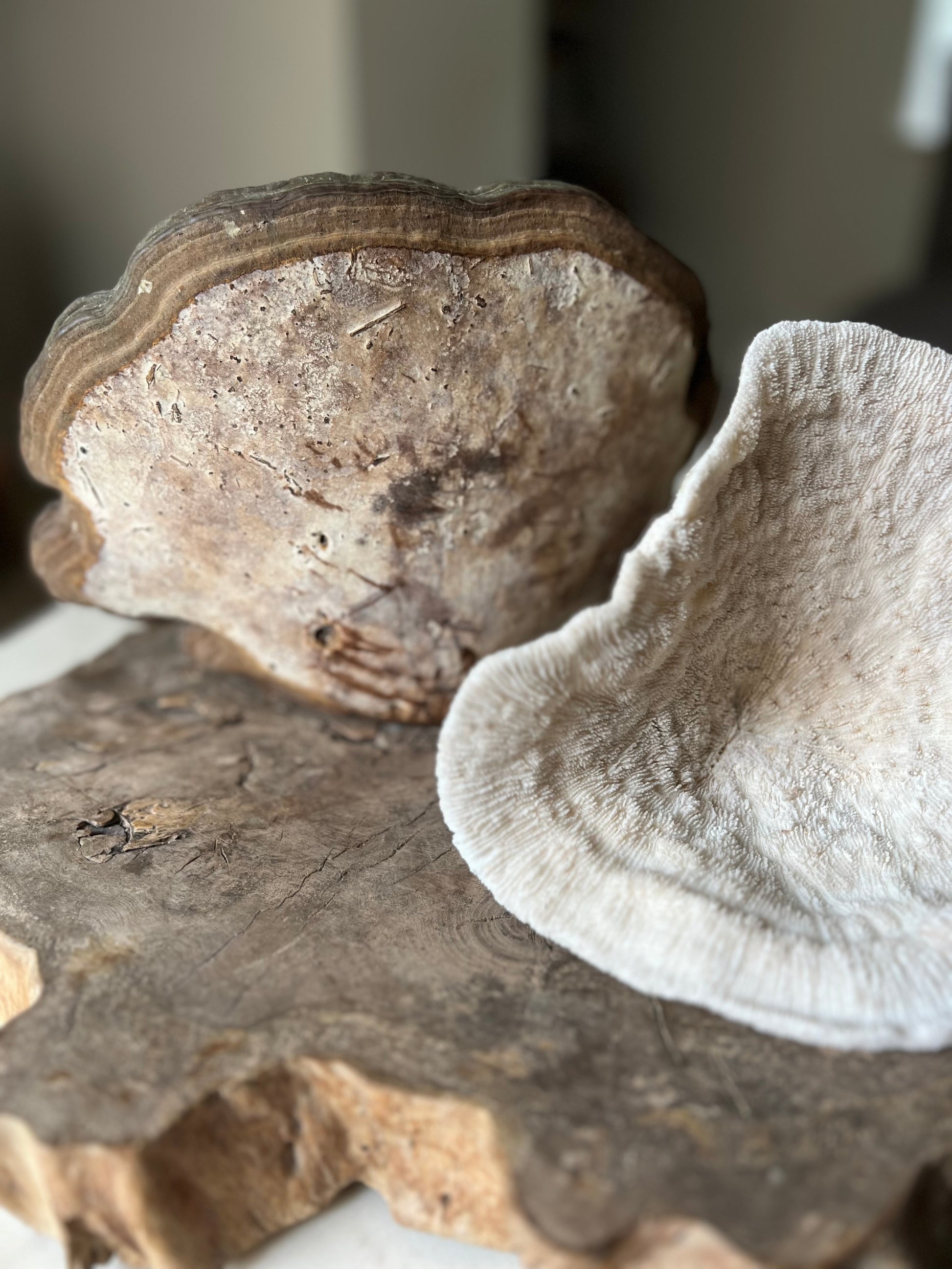 Large Vintage Tinder Fungi Specimen