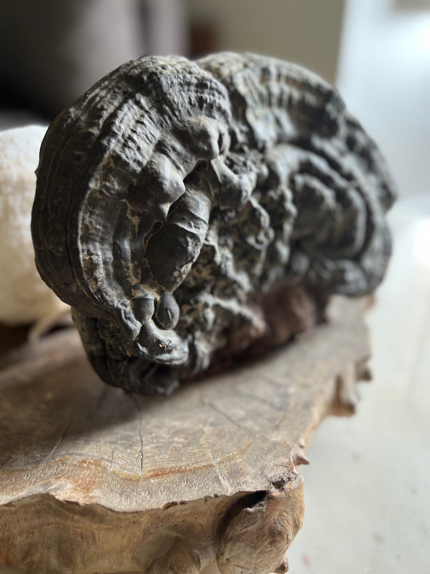 Large Vintage Tinder Fungi Specimen