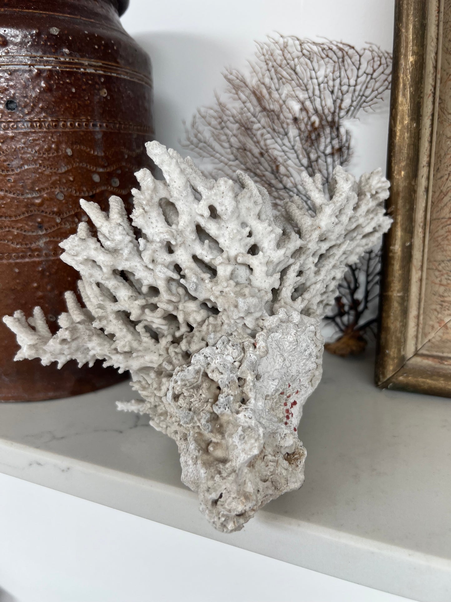 Antique Coral Specimen