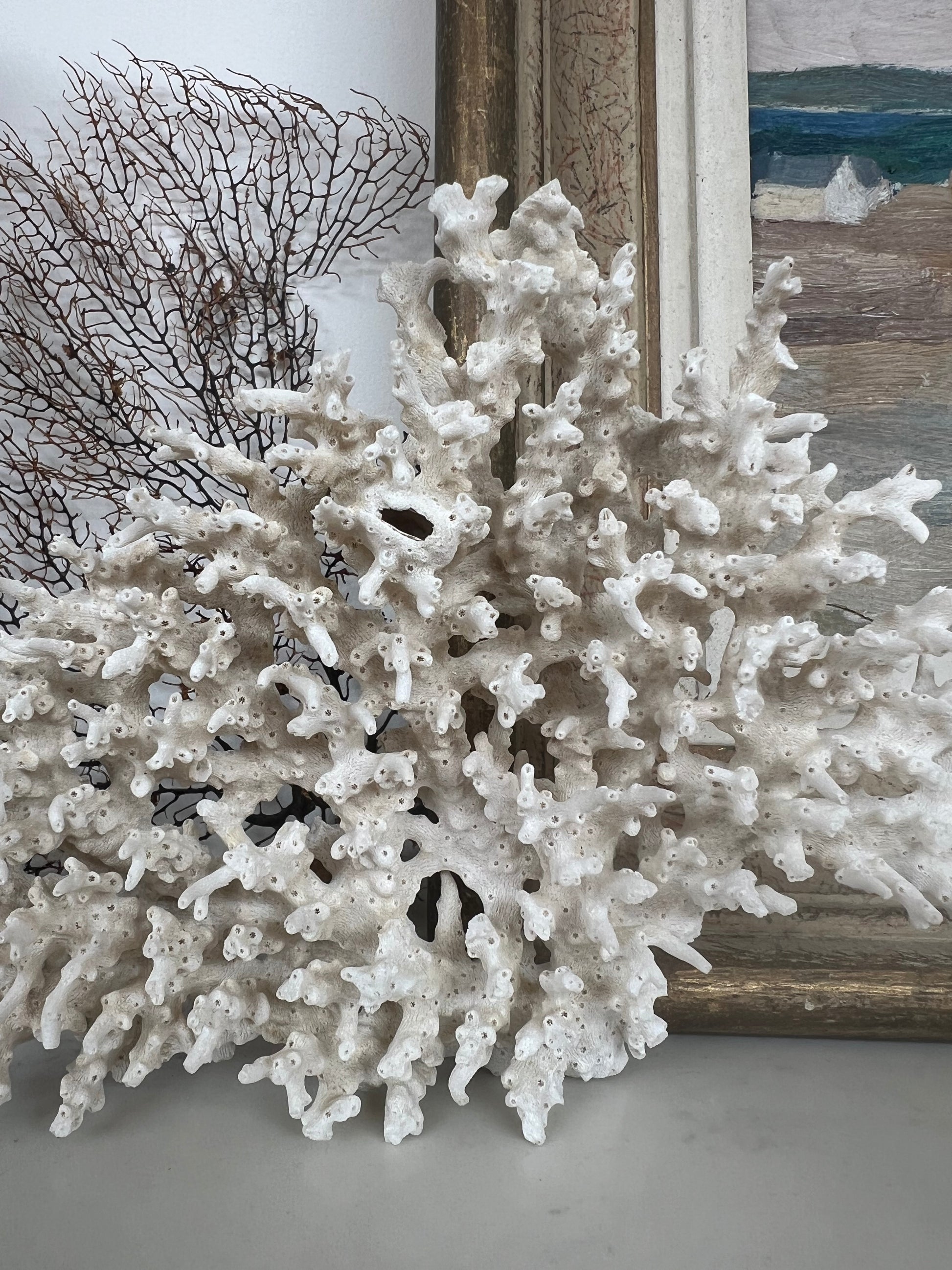 Antique Coral Specimen