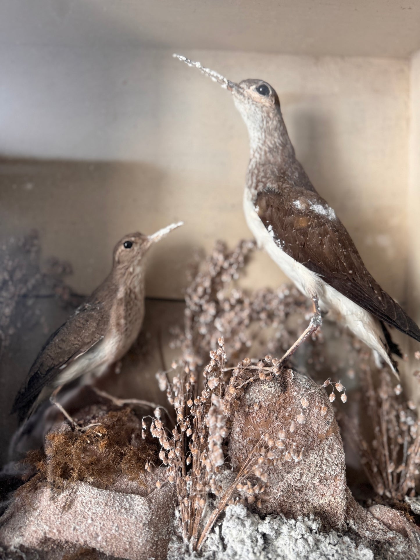 Decorative Victorian Taxidermy Display Of Sandpipers