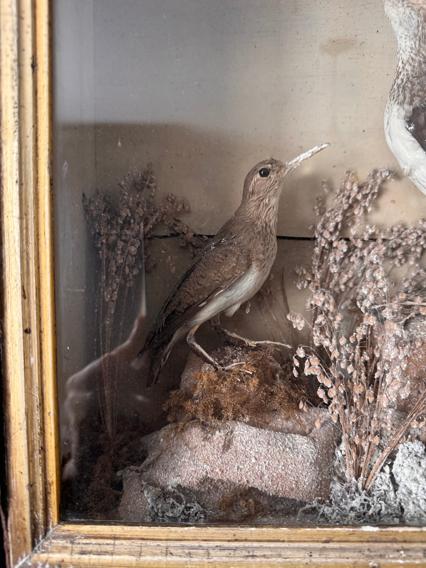 Decorative Victorian Taxidermy Display Of Sandpipers