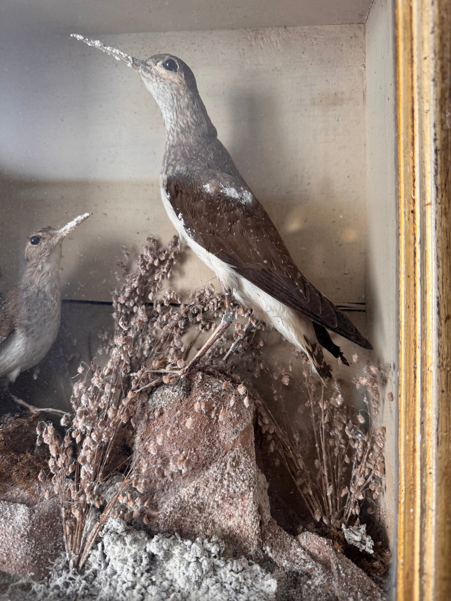 Decorative Victorian Taxidermy Display Of Sandpipers