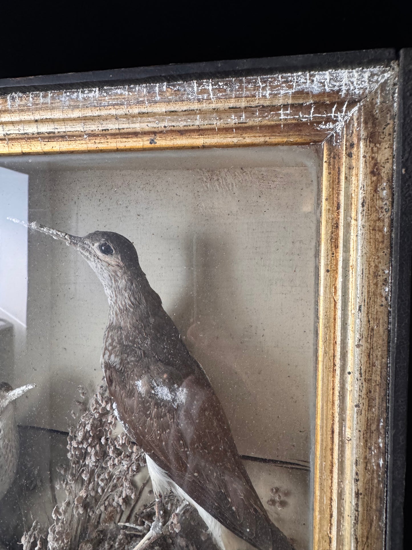 Decorative Victorian Taxidermy Display Of Sandpipers