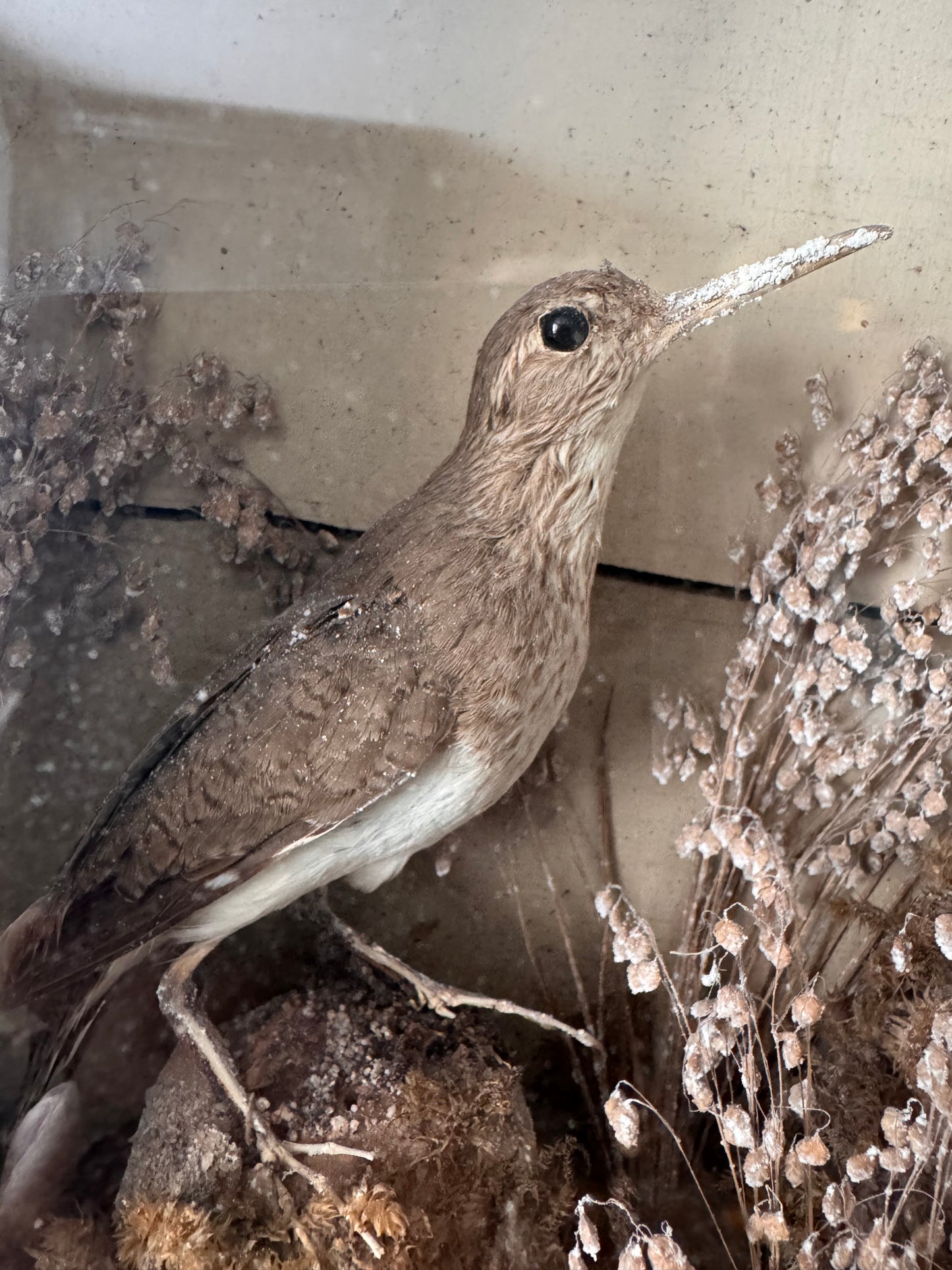 Decorative Victorian Taxidermy Display Of Sandpipers