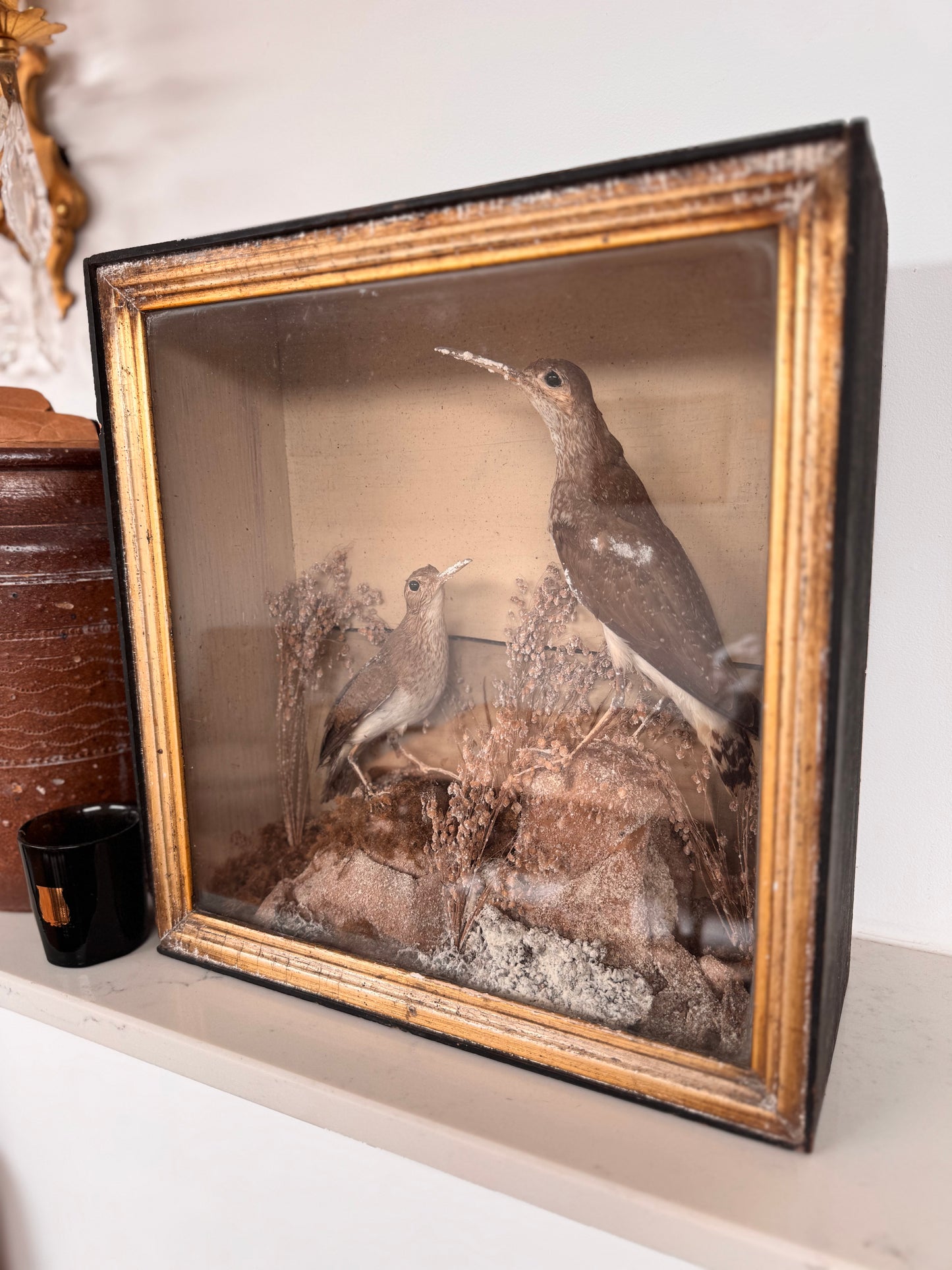 Decorative Victorian Taxidermy Display Of Sandpipers