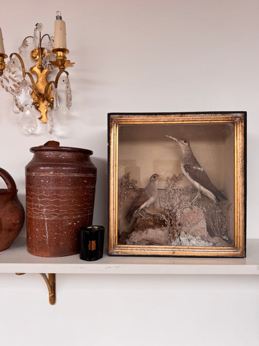 Decorative Victorian Taxidermy Display Of Sandpipers