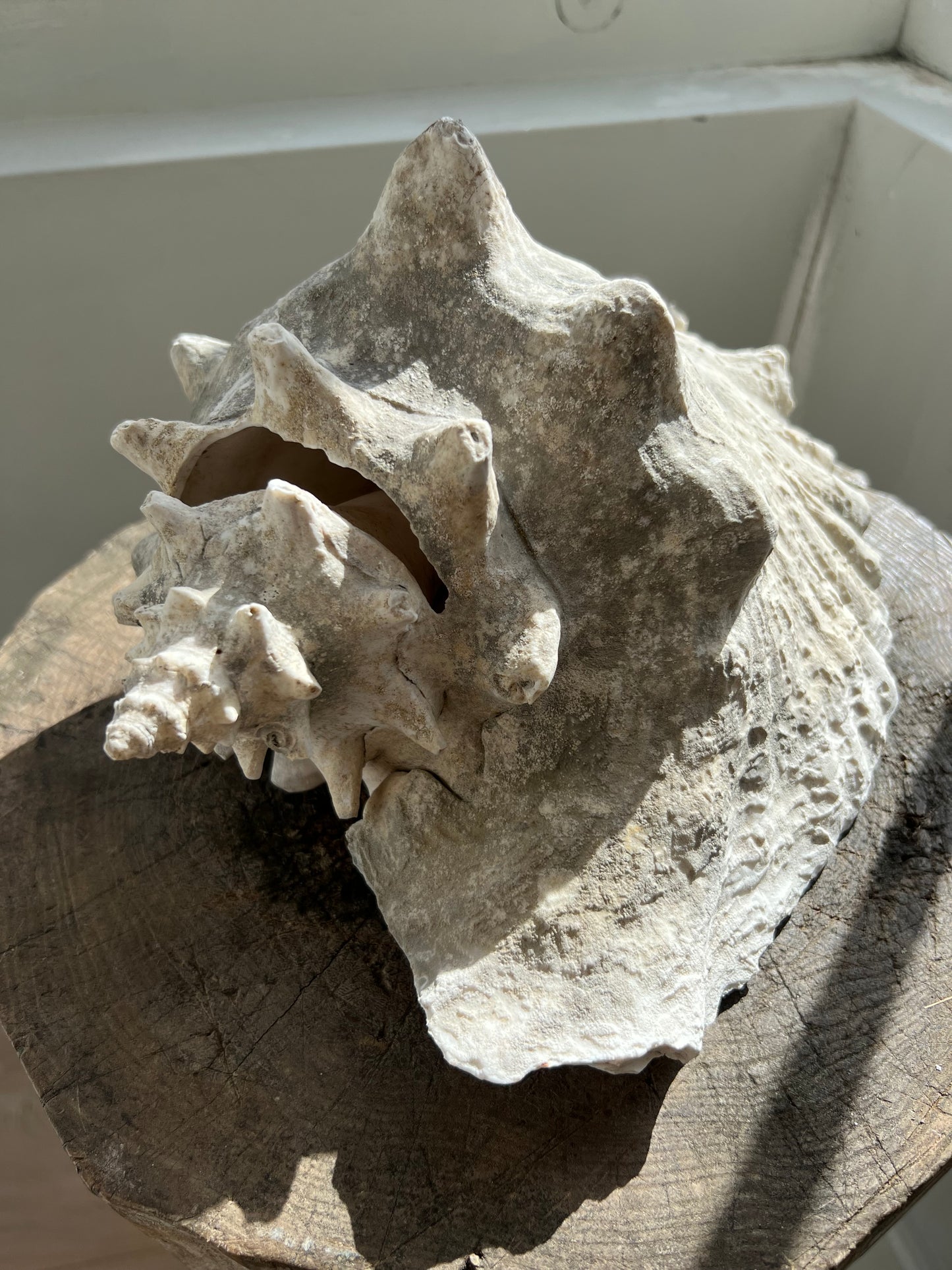 Large Antique Conch Shell