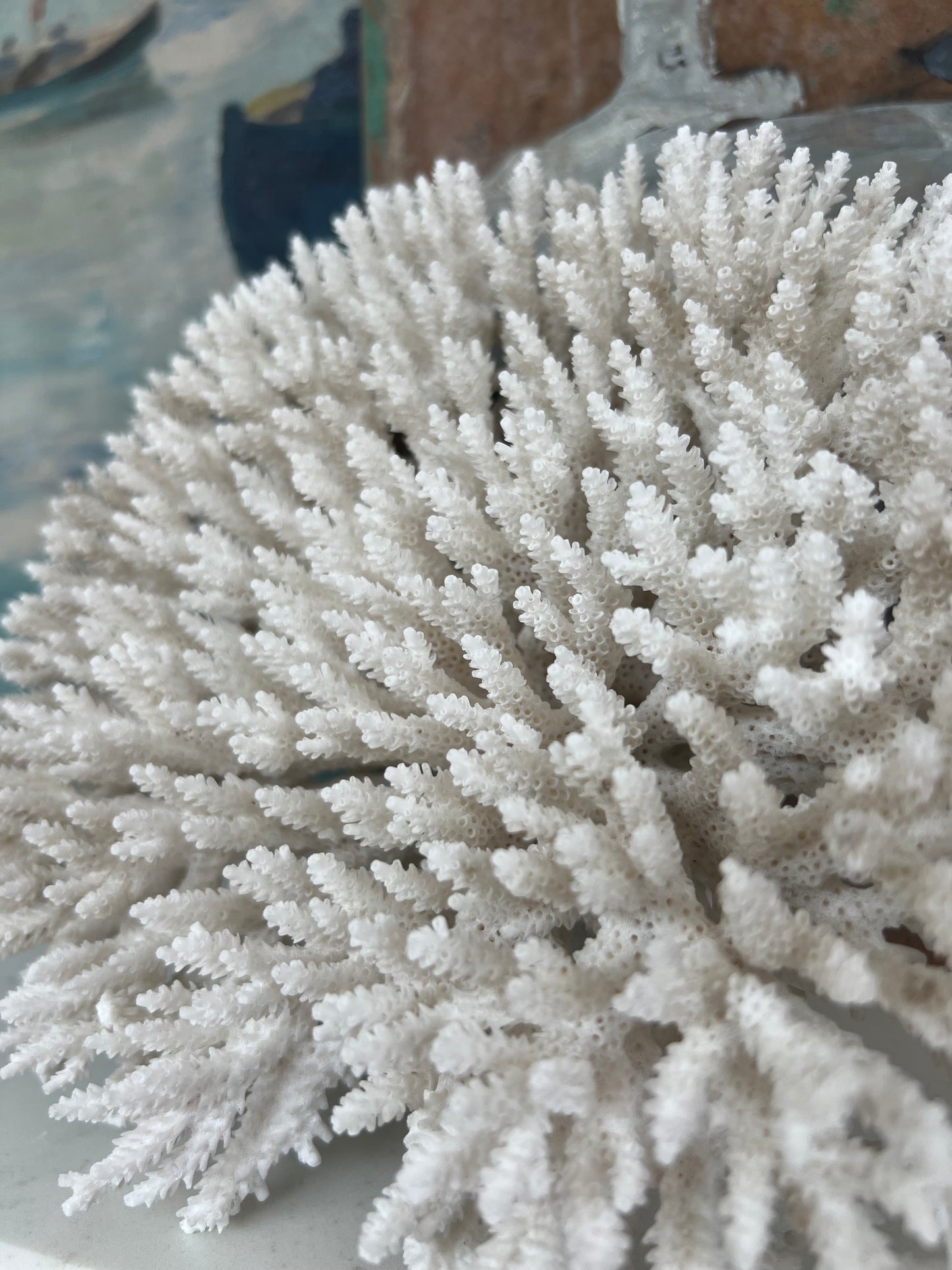 Stunning Large Antique Brush Coral Specimen