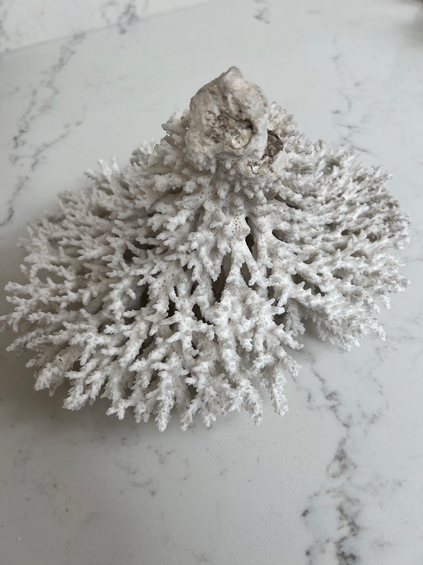 Stunning Large Antique Brush Coral Specimen