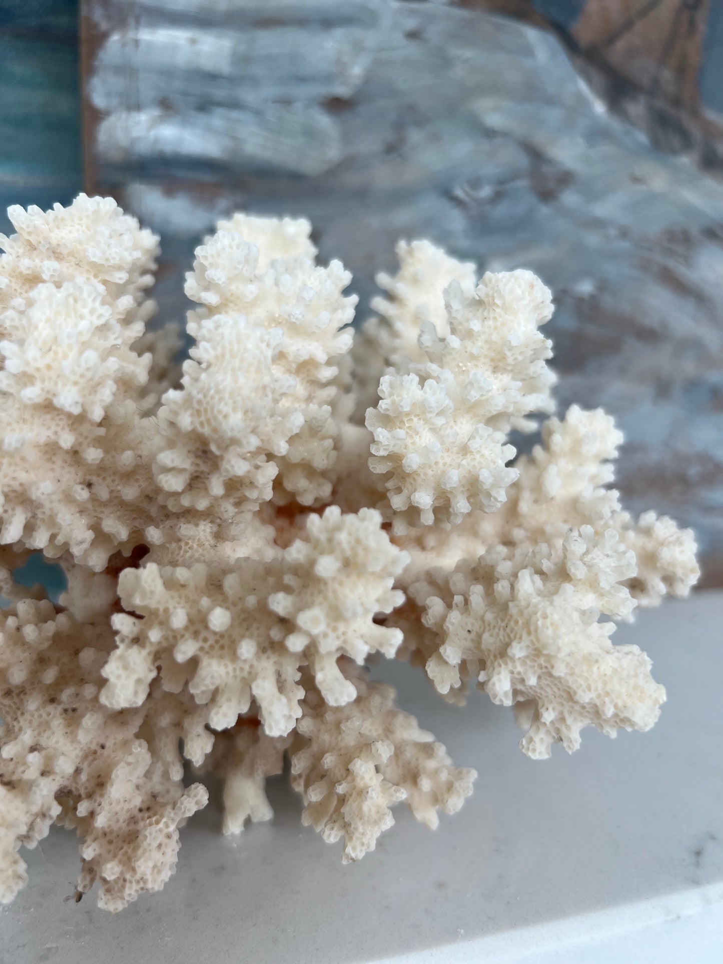 Antique Coral Specimen