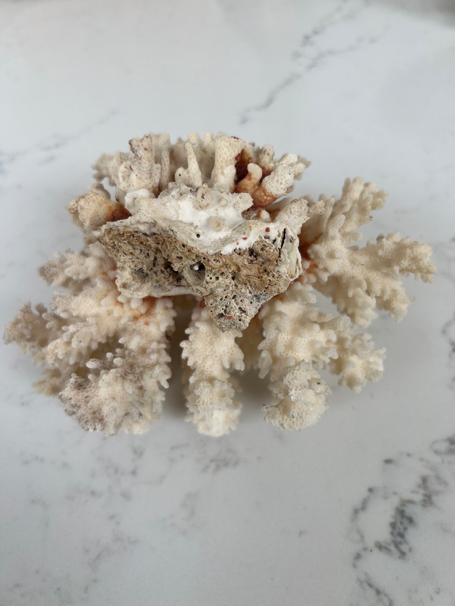 Antique Coral Specimen