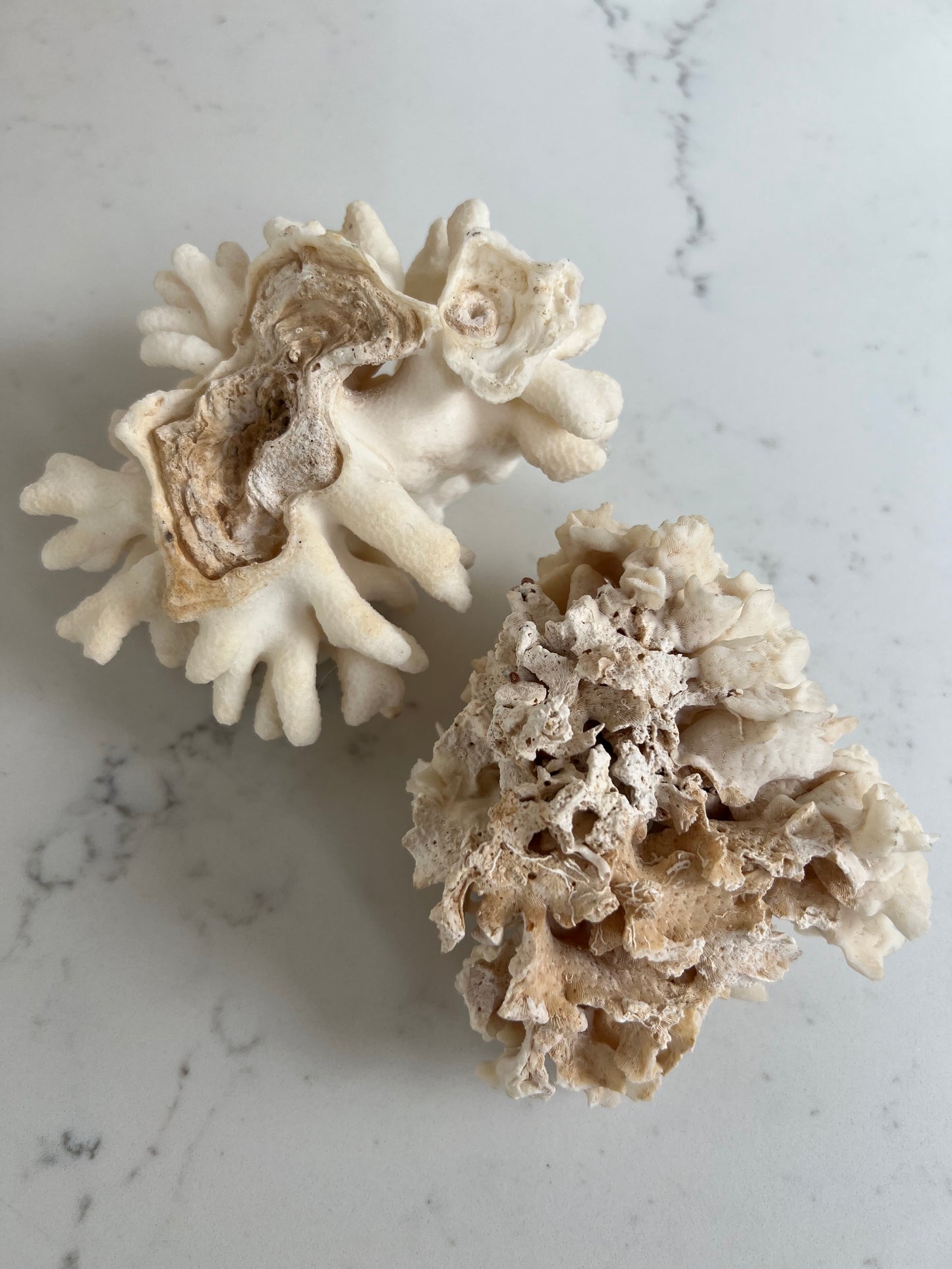 Pair Antique Coral Specimens