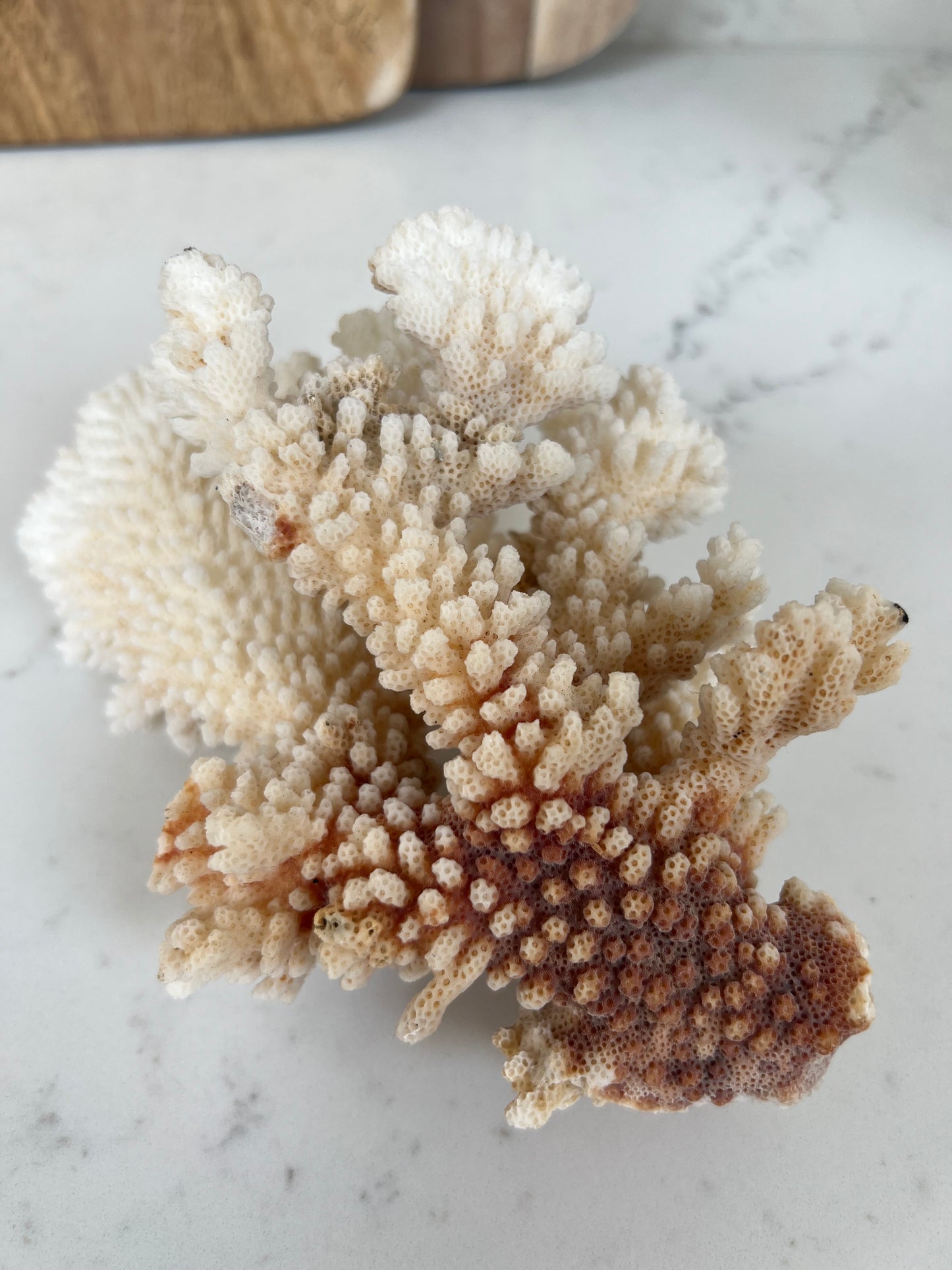 Antique Coral Specimen