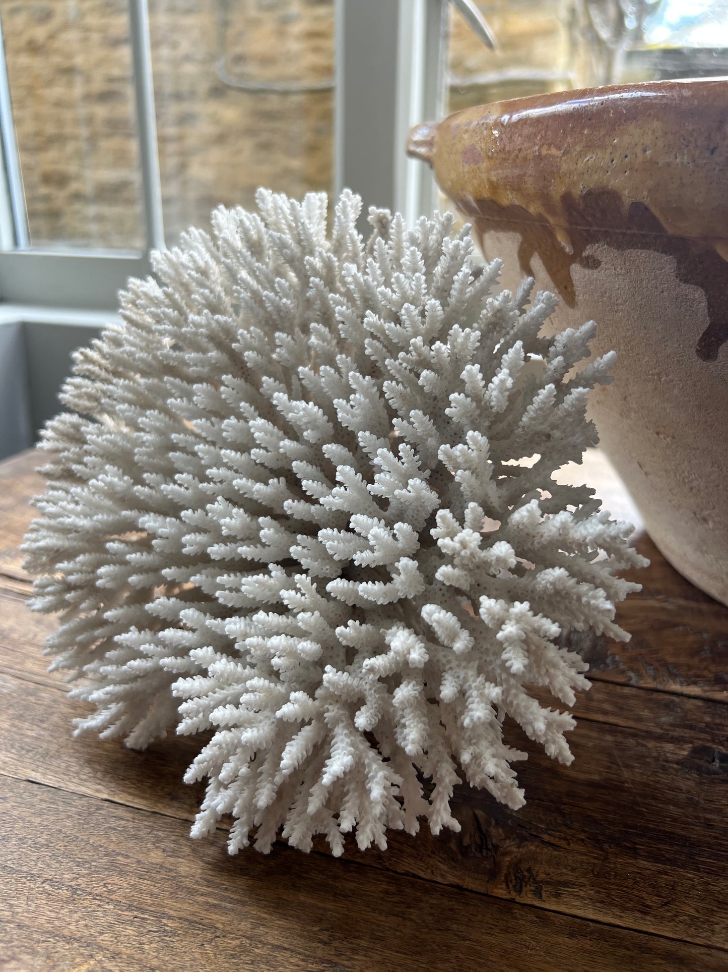 Stunning Large Antique Brush Coral Specimen