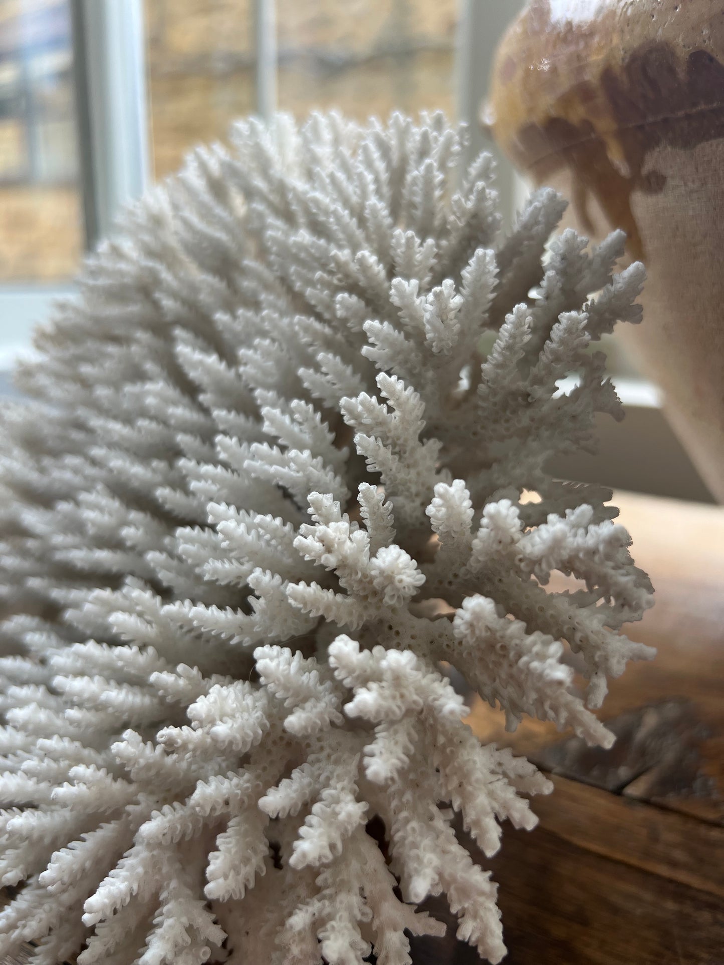 Stunning Large Antique Brush Coral Specimen