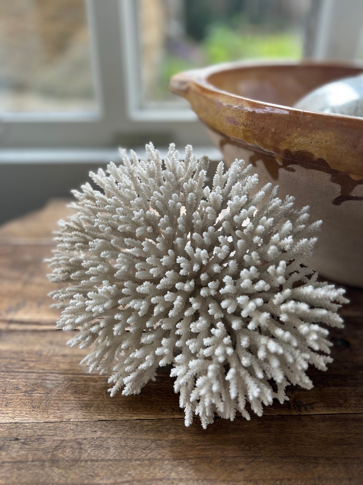 Stunning Large Antique Brush Coral Specimen