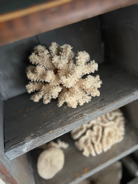 Antique Coral Specimen