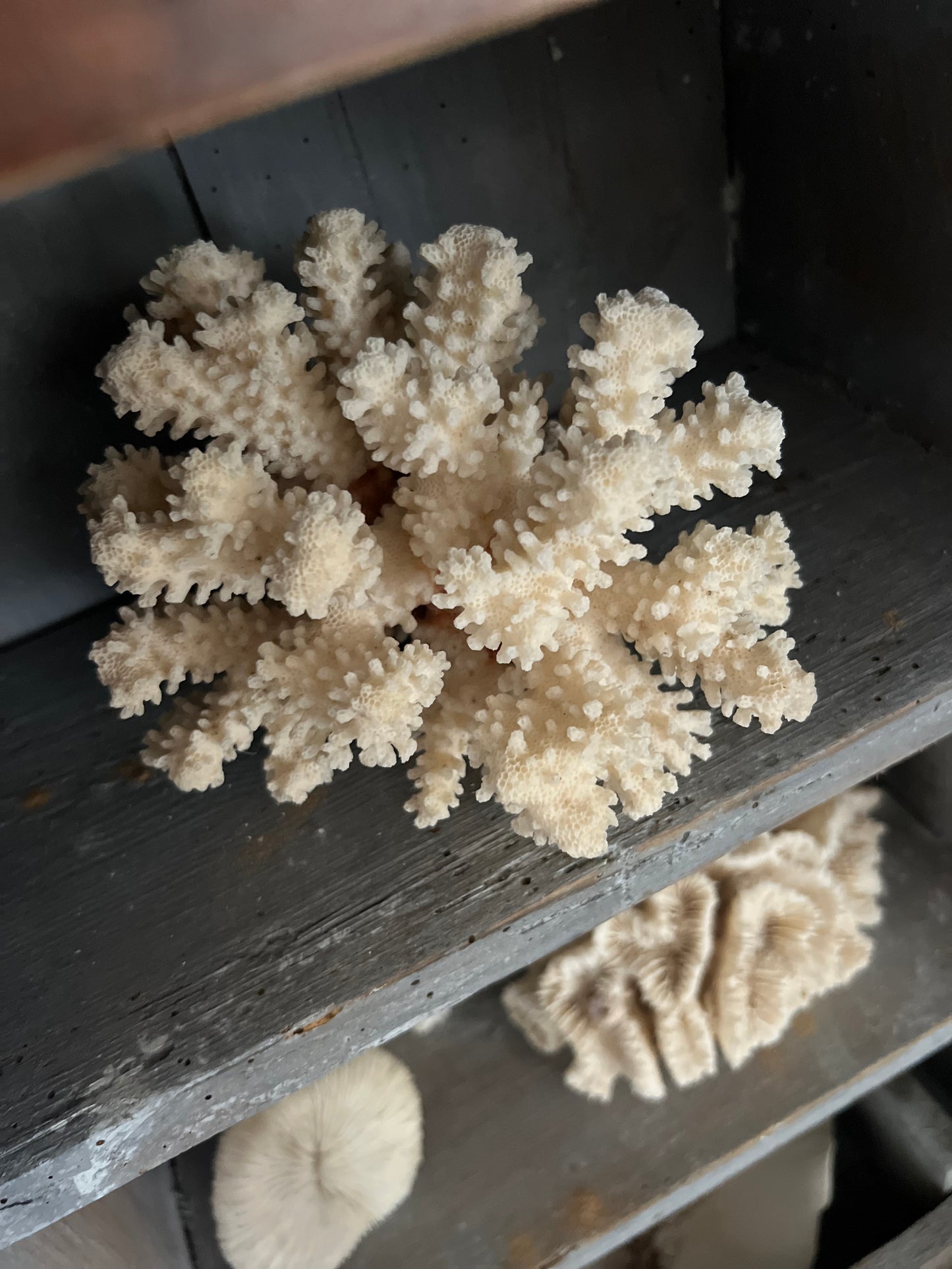 Antique Coral Specimen