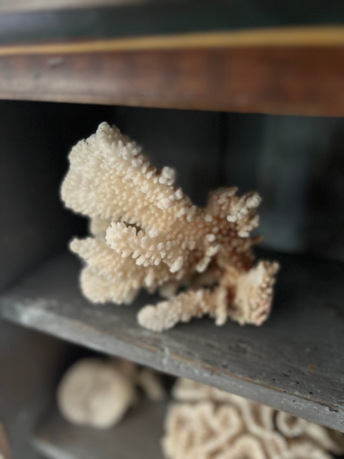 Antique Coral Specimen