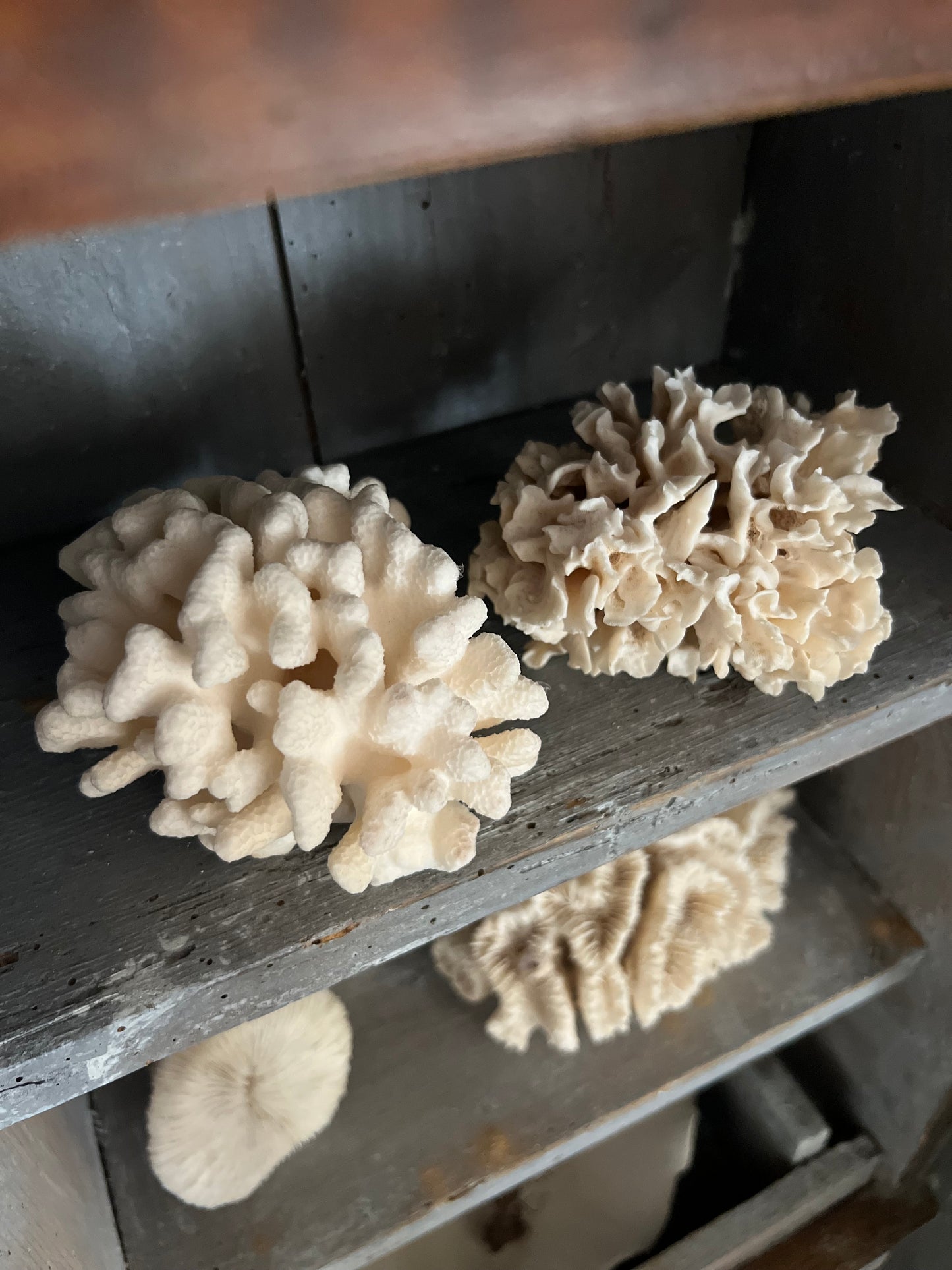 Pair Antique Coral Specimens